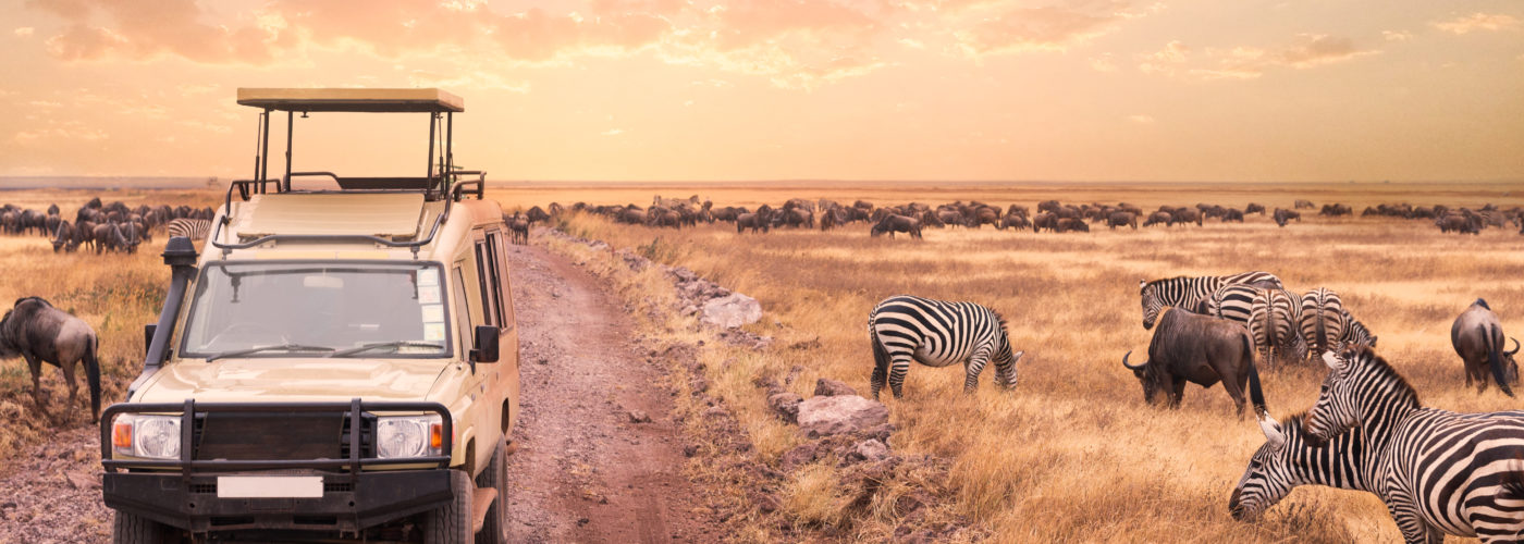 Safari game drive vehicle driving down road beside herd of zebras