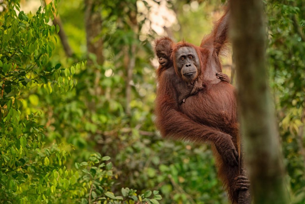 Orangutan in Borneo rainforest