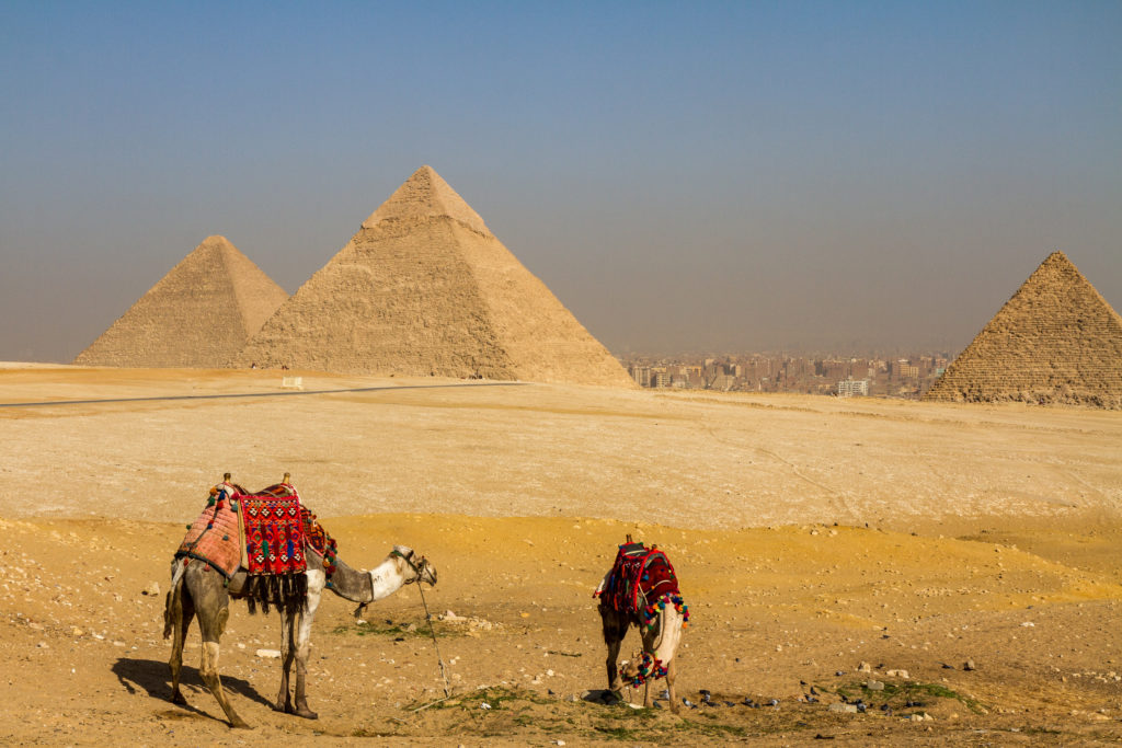 Two camels in front of the Pyramids of Giza with Cairo in the background