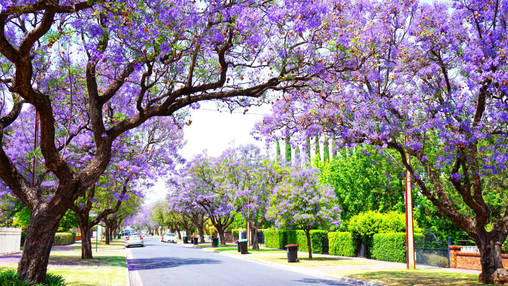 Purple flowering trees lining a street in Adelaide, Australia