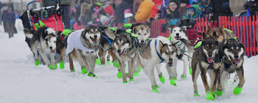 Team of dogs pulling a dog sled and rider in the Can-Am Crown International Sled Dog Race